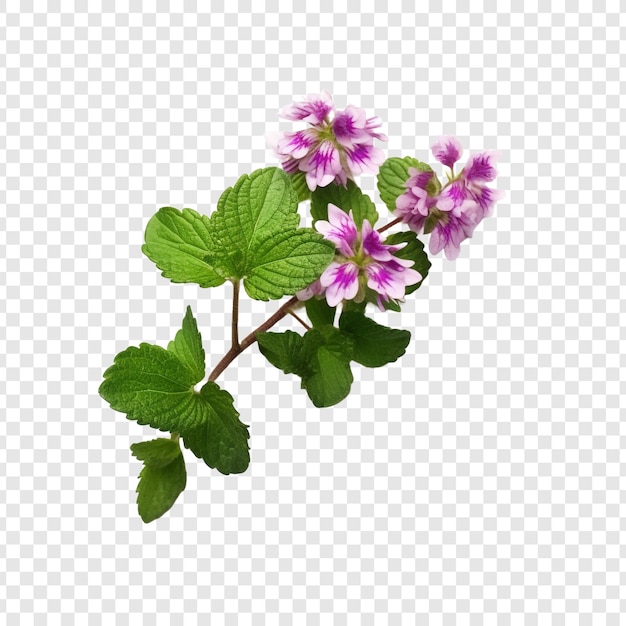 PSD lamium flower isolated on transparent background