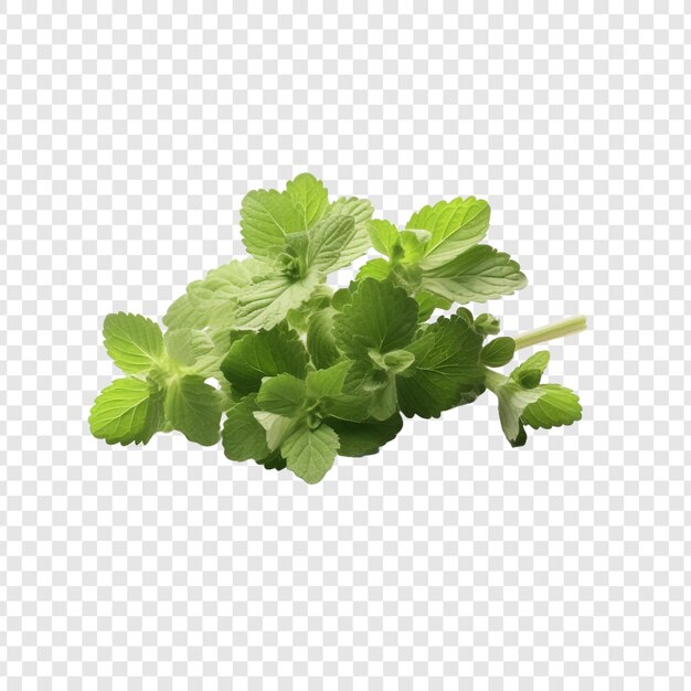 PSD lamium flower png isolated on transparent background