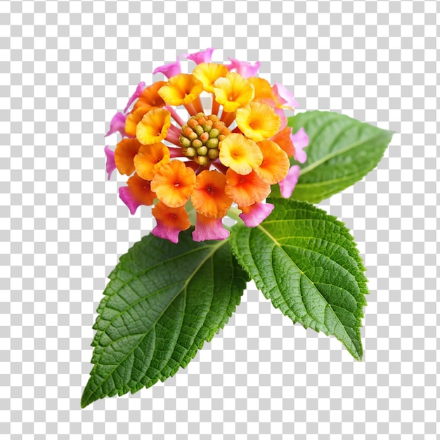 PSD lantana camara flower isolated on transparent background