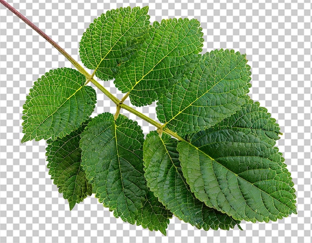 PSD lantana leaf