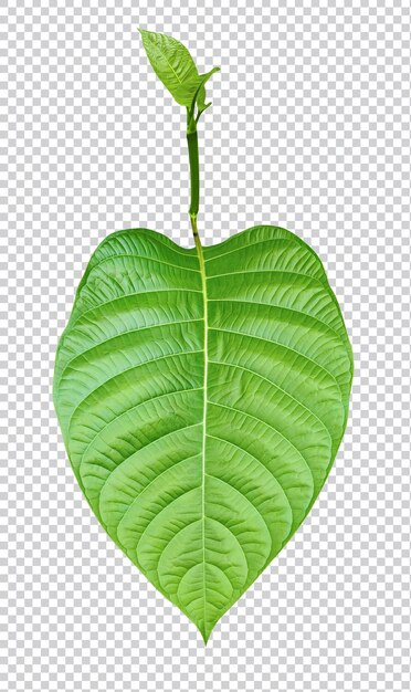 a large green leaf is shown on a white background green leaf plant eco nature tree branch