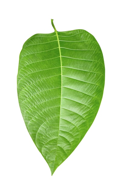 PSD a large green leaf is shown on a white background green leaf plant eco nature tree branch