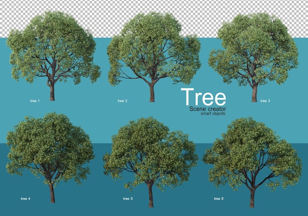 Large trees of various shapes