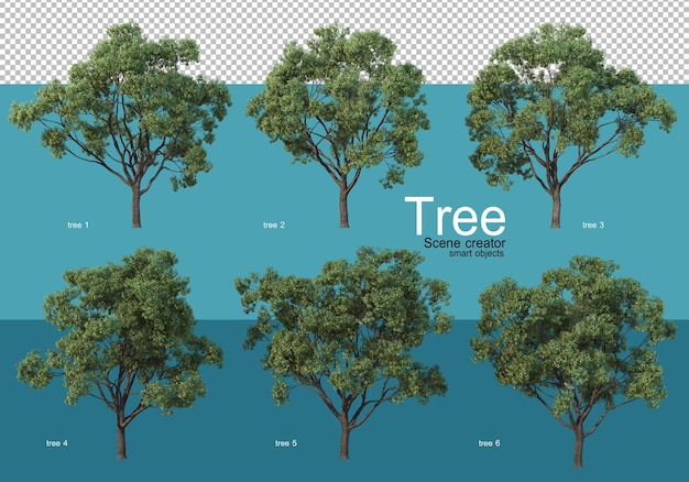 Large trees of various shapes