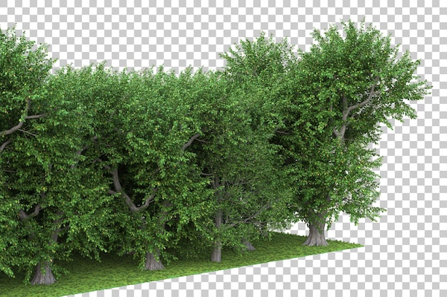 Las na przezroczystym tle ilustracja renderowania 3d