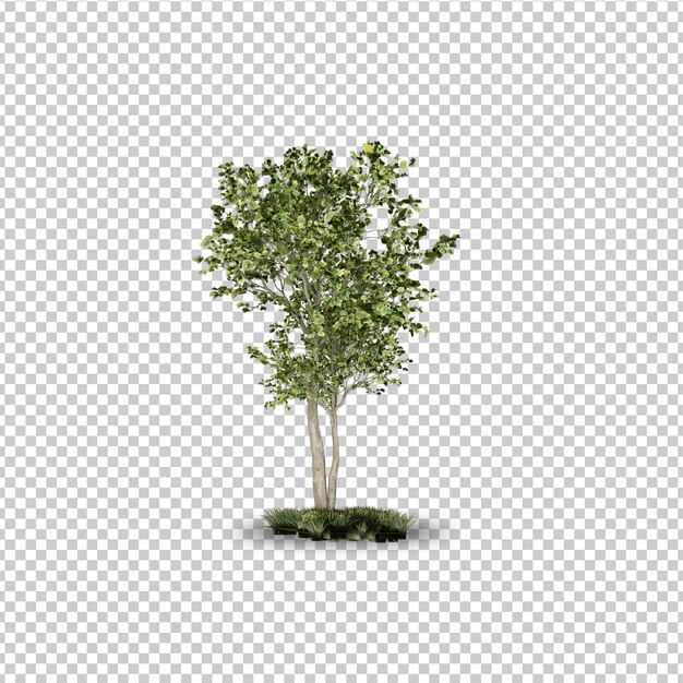 lato tropikalne drzewo projekt