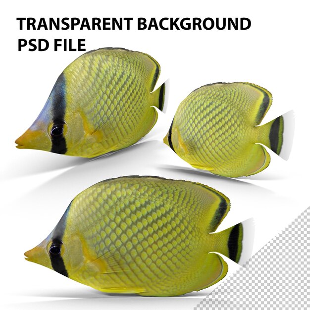 PSD latticed butterflyfish png