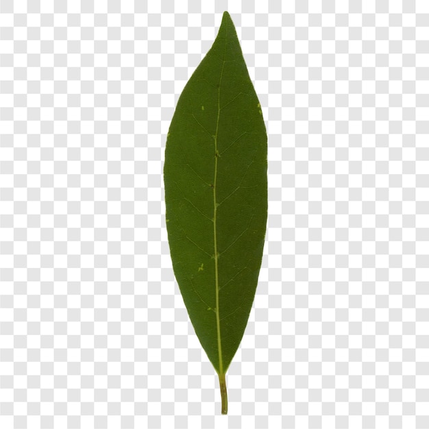 Laurel bay sc nazwa Laurus nobilis liść drzewa przezroczysty