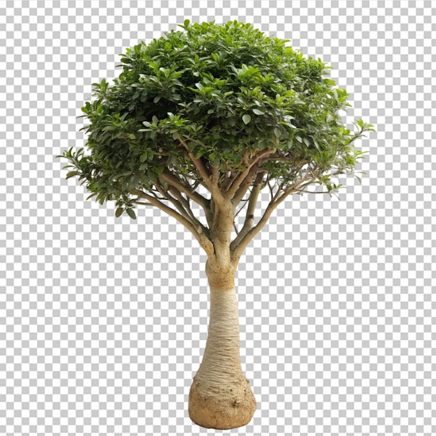 PSD laurus nobilin tree