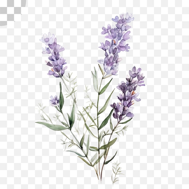 PSD acquerello lavandula sfondo trasparente