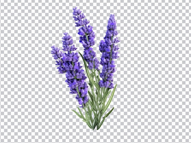 Lavendel bloemen png