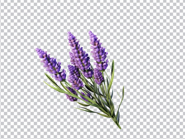 PSD lavendel bloemen png