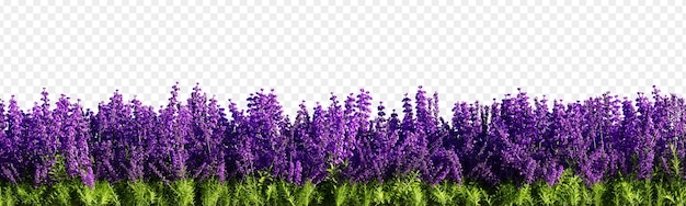 Lavendel geïsoleerd op transparante achtergrond 3d-rendering illustratie