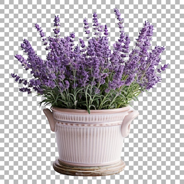 PSD lavendel in een pot op een doorzichtige achtergrond