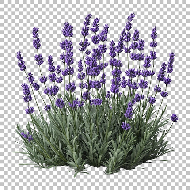 Lavendelboeket en bundel met paarse bloemen Realistische details geïsoleerd op doorzichtige achtergrond