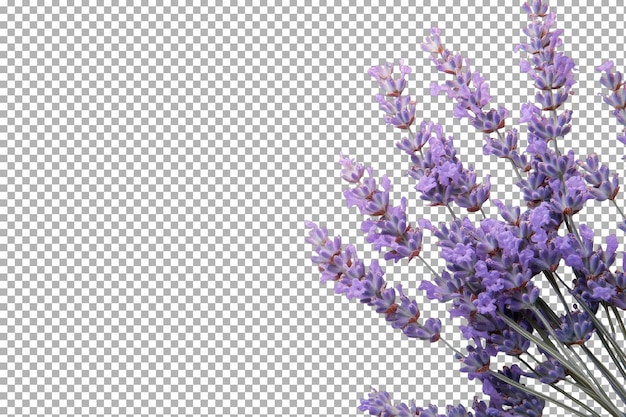 Lavendelboeket met levendige bloemen tegen een minimalistische achtergrond