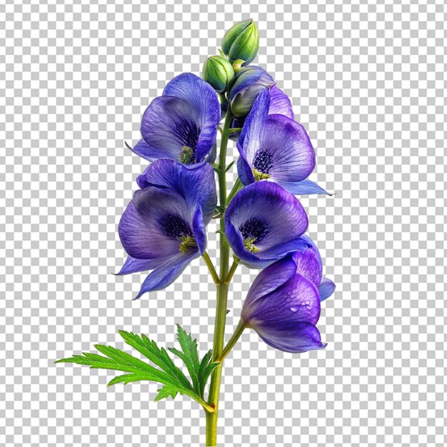 PSD lavender bouquet png