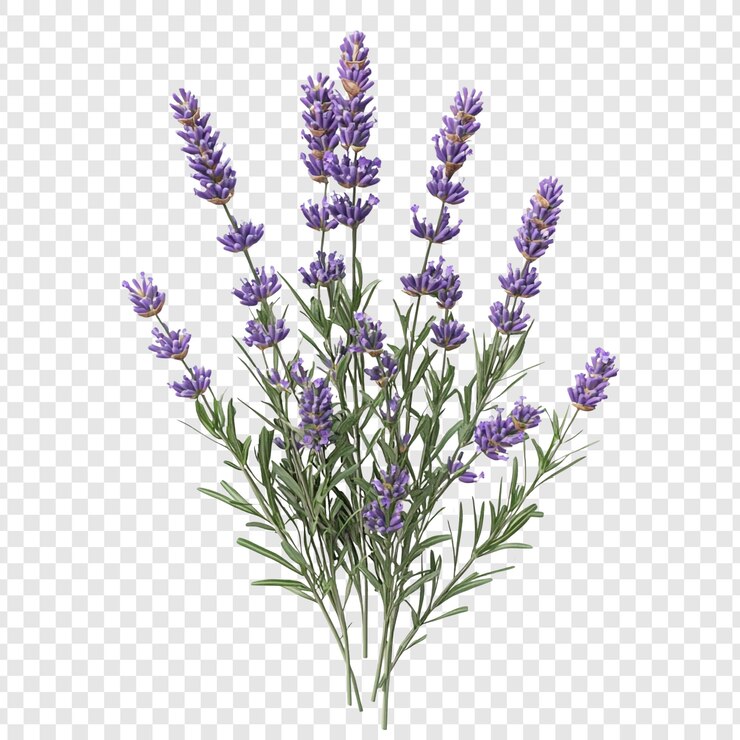 PSD lavender bouquet
