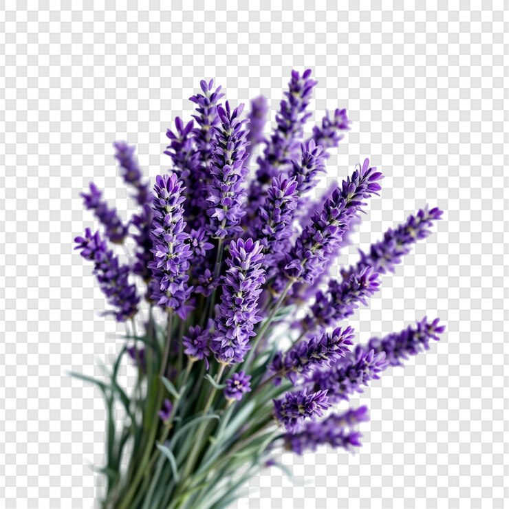 PSD lavender flower bouquet isolated on transparent background