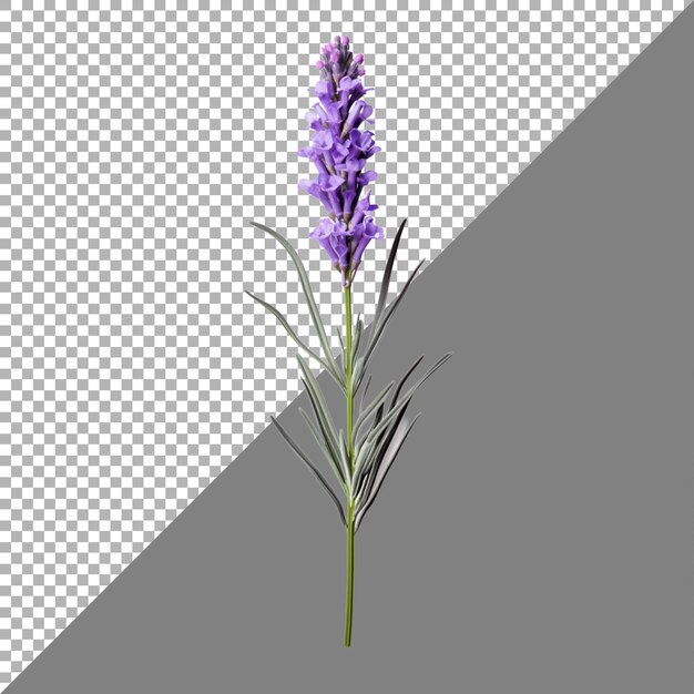透明な背景のラベンダー花を ai が生成した