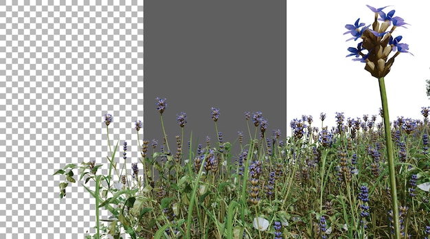 라벤더 꽃 png 투명 3D 렌더링
