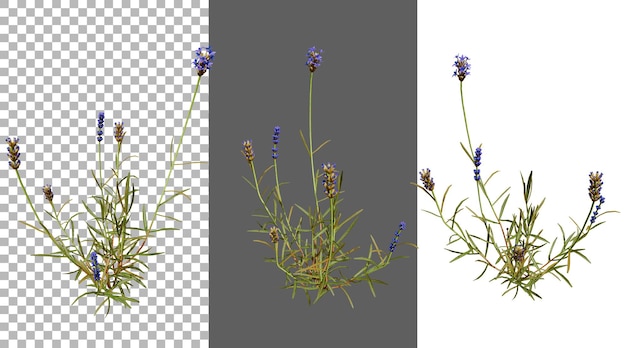 라벤더 꽃 png 투명 3D 렌더링
