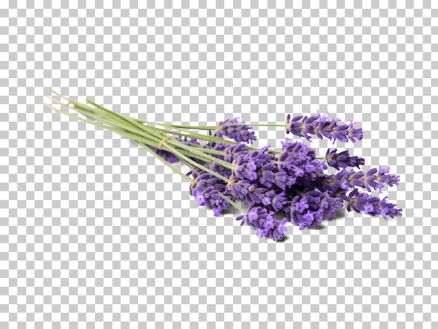 Lavender flowers isolated on transparent background png psd