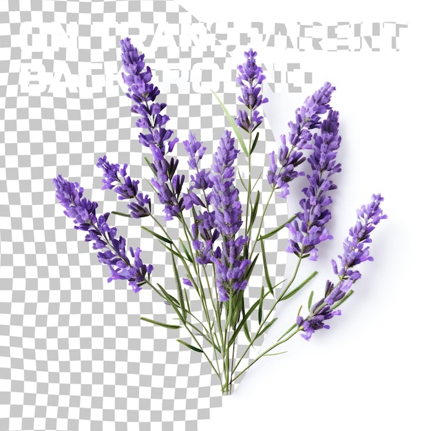 Lavender flowers isolated on transparent background