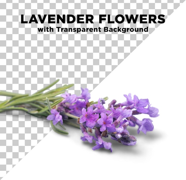 lavender flowers photo psd with transparent background
