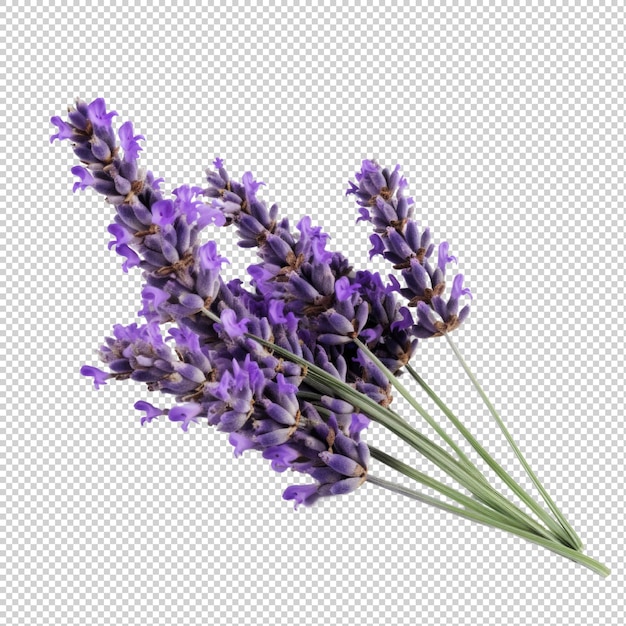 PSD lavender isolated on transparent background generative ai