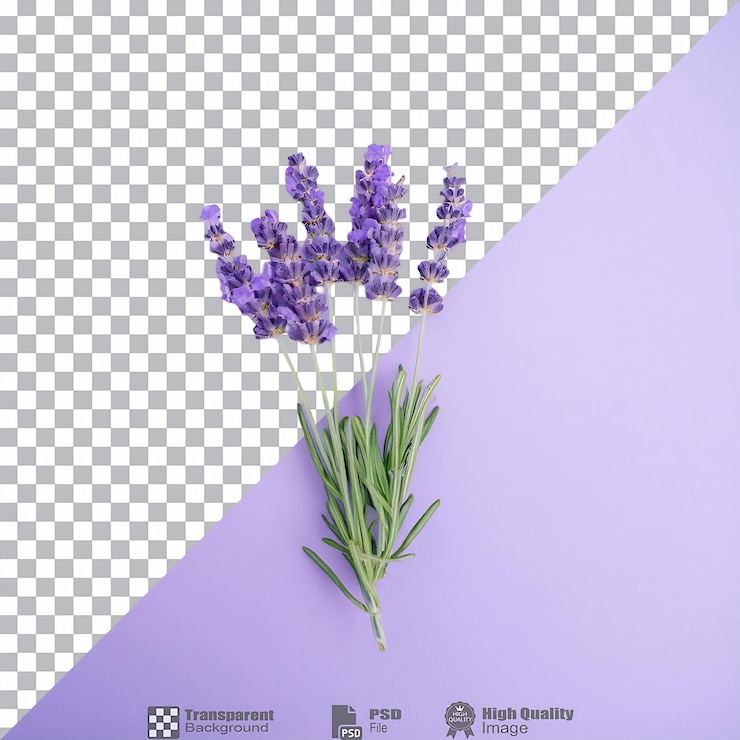 PSD лаванда изолированная
