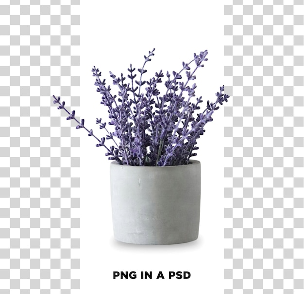 lavenders vase isolated on transparent background