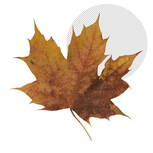 Leaf in autumn for foliage