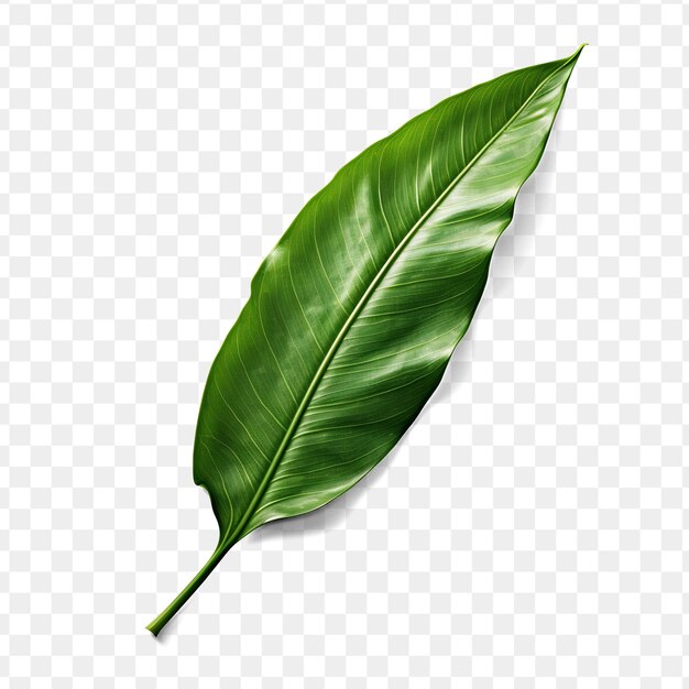 PSD a leaf of a banana is shown on a transparent background