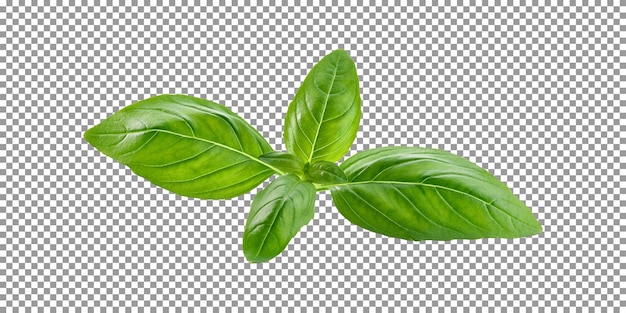 PSD a leaf of basil with the word basil on it