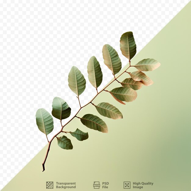 PSD leaf and branch of phyllanthus emblica