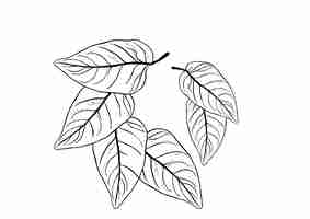 PSD leaf draw