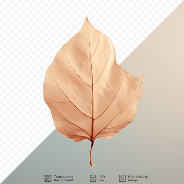 Leaf dried transparent background