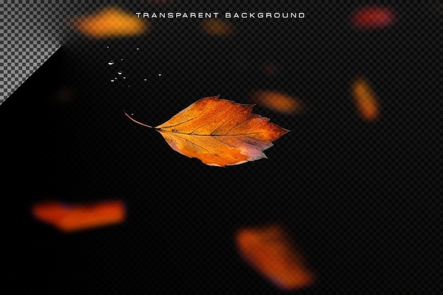 PSD leaf falling in transparent background