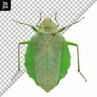 PSD leaf insect isolated on transparent background