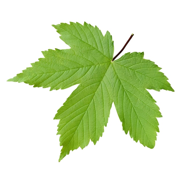 leaf isolated jpg and psd file