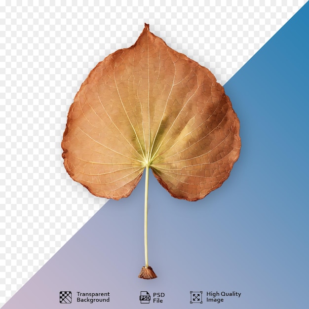 PSD leaf isolated on transparent background