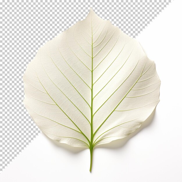 PSD leaf isolated on transparent background