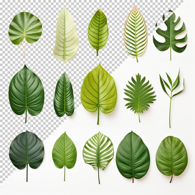 PSD leaf isolated on transparent background