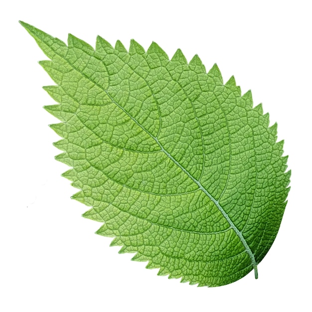 leaf isolated transparent png and psd file