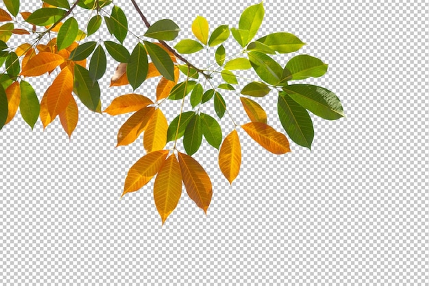leaf isoleate transparency background