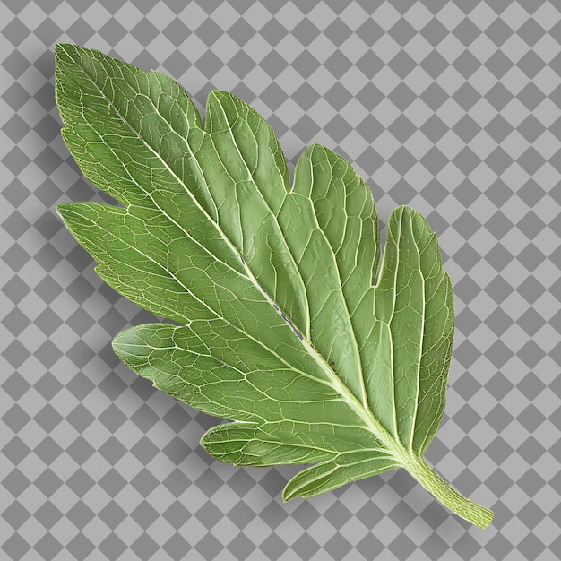 PSD a leaf of mint is on a checkered background