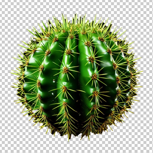 PSD opuntia ficus indica 투스의 잎은 색으로 분리되어 있습니다.