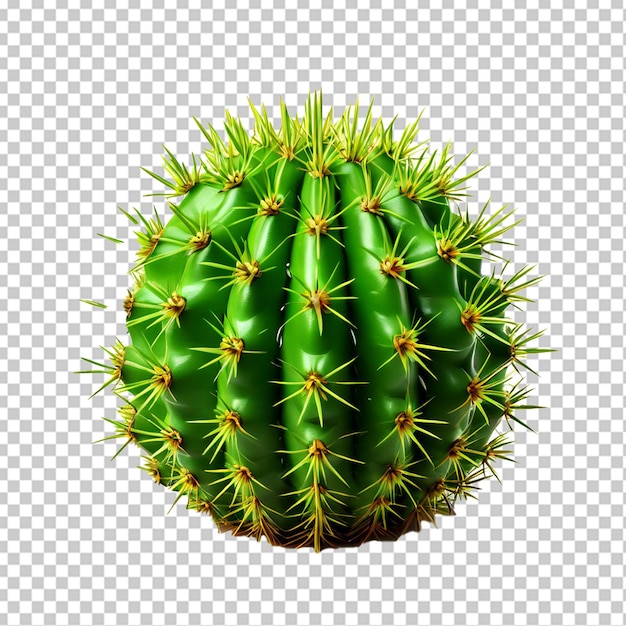 PSD foglia di cactus opuntia ficus indica isolata su bianco