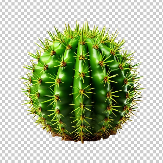 Foglia di cactus opuntia ficus indica isolata su bianco